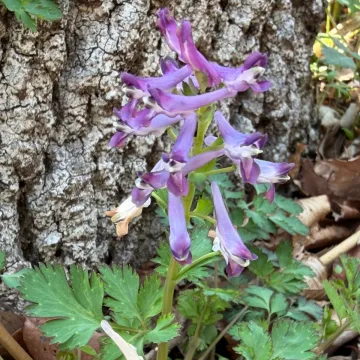 Incised corydalis