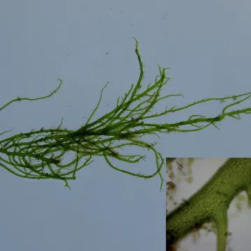 Bright green nori