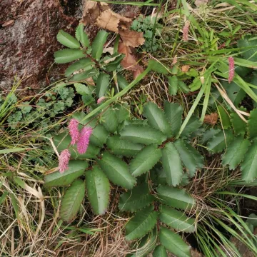 Hakusan burnet