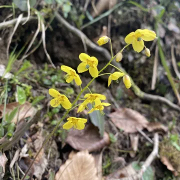 Epimedium pinnatum