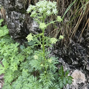 Austrian lovage