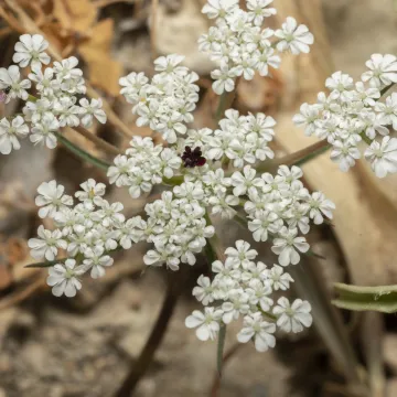 Морковь Бротеру