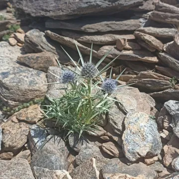Синеголовник ледяной