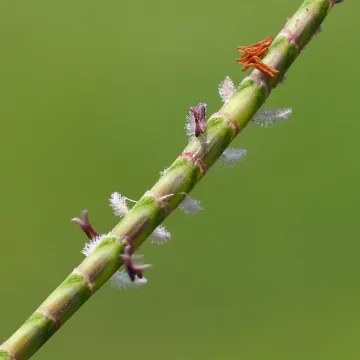 Centipede grass