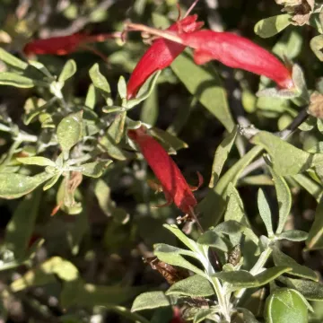Eremophila hybrid