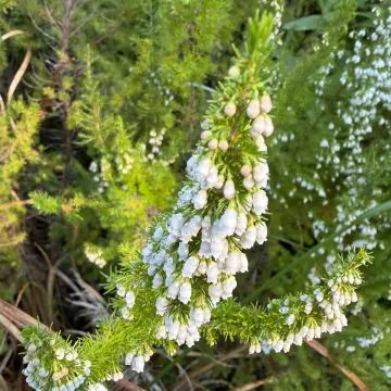 Portuguese heath