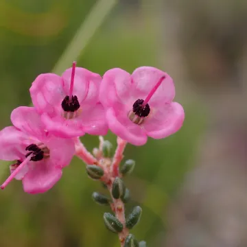 Black-anthered heath