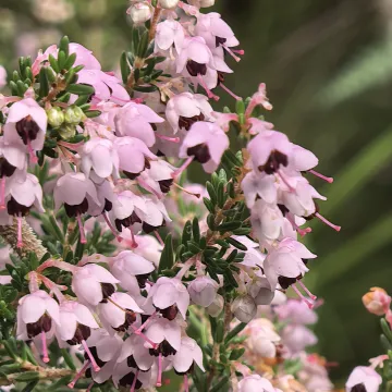 Erica sparsa
