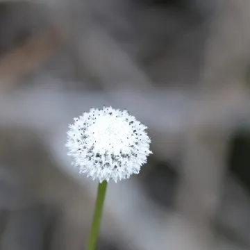 Eriocaulon L.