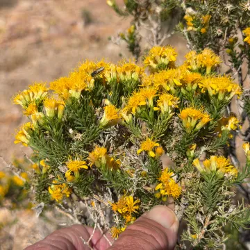 Turpentine bush