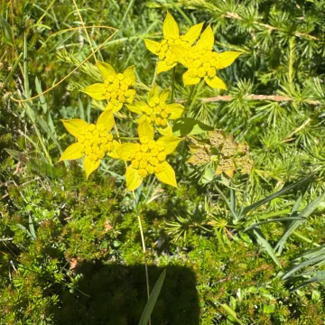 Ranunculus-leaved thoroughwax