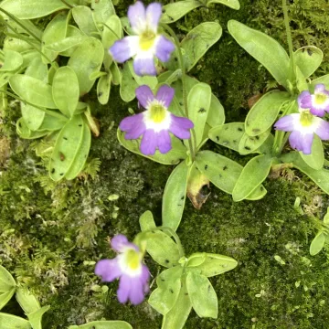 Pinguicula hirtiflora