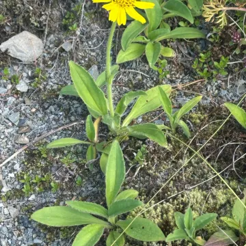 Unalaska arnica