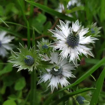 Eryngium carlinae
