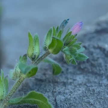 Calycine viper's bugloss