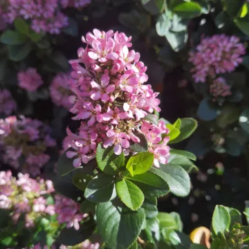 Escallonia laevis
