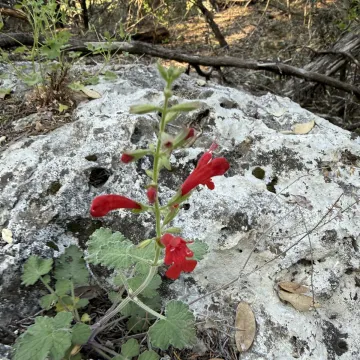 Шалфей Рёмера
