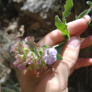 Apple-bearing sage