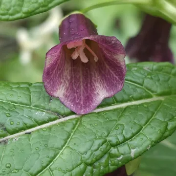 Carniolan scopolia