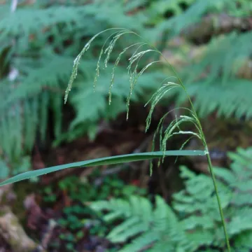Drooping woodreed