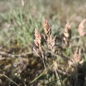 Мятлик баденский