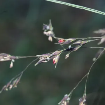 Blue ricegrass