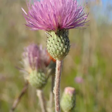Pyrenean thistle