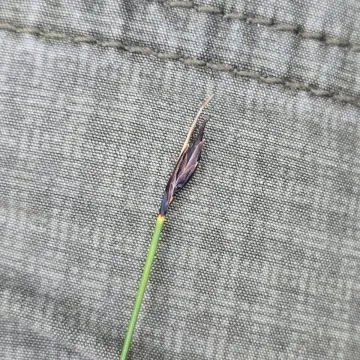 Brown bog-rush