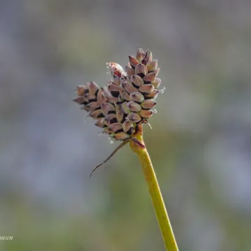 Carex holostoma