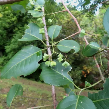 Бруслина Гамільтона