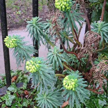 Mediterranean spurge