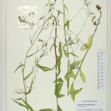 Baumgarten's bellflower