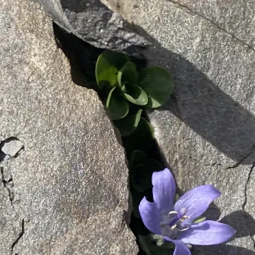 Cenisia bellflower