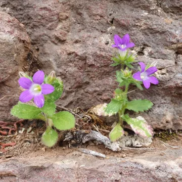 Campanula drabifolia