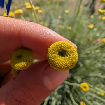 Сантоліна довгаста
