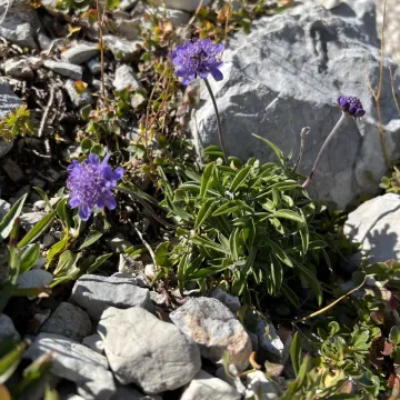 Scabiosa silenifolia