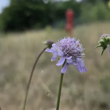Скабіоза сивувата