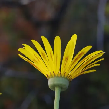 Clanwilliam daisy