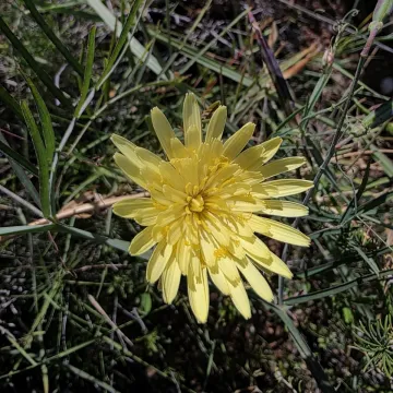 Narrow-leaved vipergrass