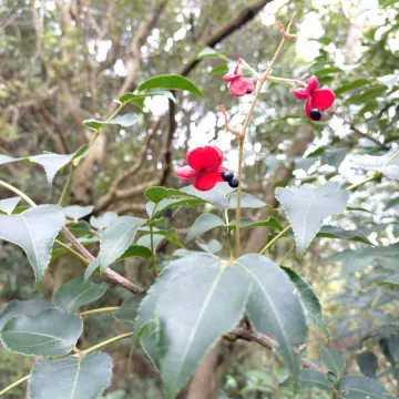 Japanese Euscaphis