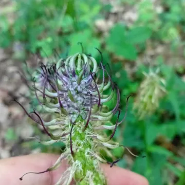 Pyrenean rampion