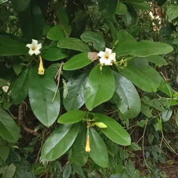 Fagraea ceilanica