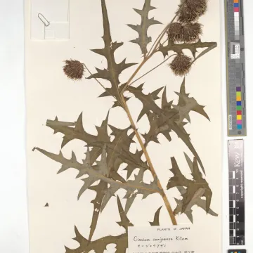 Senjo thistle