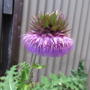 Purple thistle