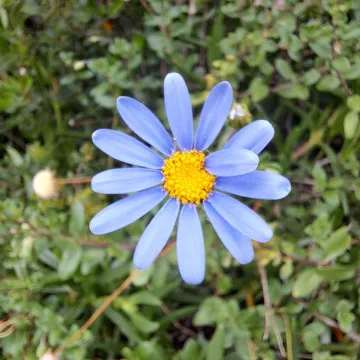 Blue daisy