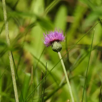 Welwitsch's Thistle