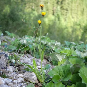 Скерда альпийская