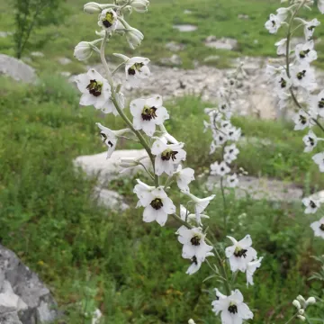 Живокость курчавая