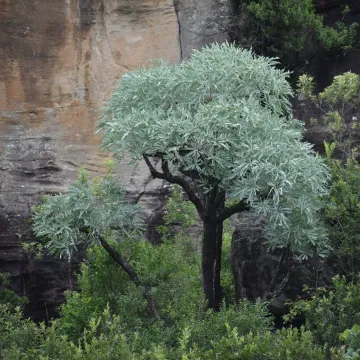 Куссония метельчатая