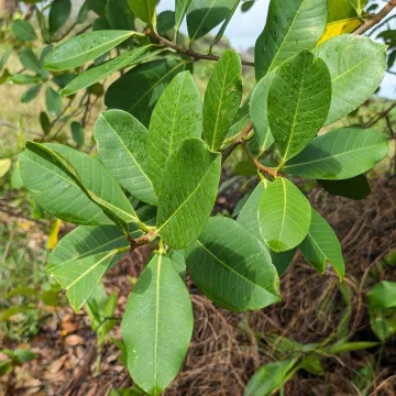 Guianan American fig